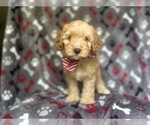 Small #7 Cavapoo