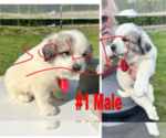 Small Photo #4 Great Pyrenees Puppy For Sale in RUTHER GLEN, VA, USA