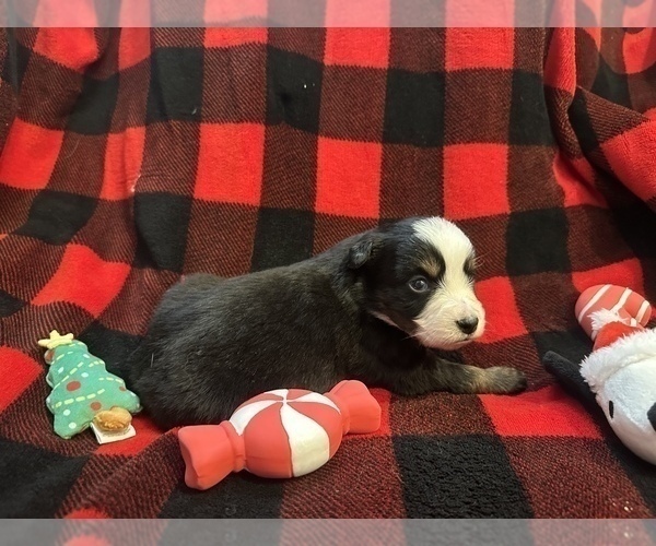 Medium Photo #4 Miniature Australian Shepherd Puppy For Sale in QUINCY, CA, USA