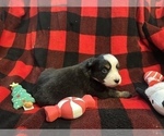 Small Photo #15 Miniature Australian Shepherd Puppy For Sale in QUINCY, CA, USA