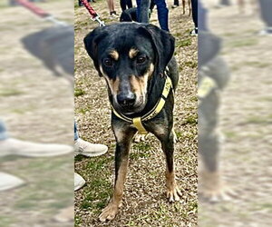Koda - Male Labrottie Dog for Adoption - Photo #6