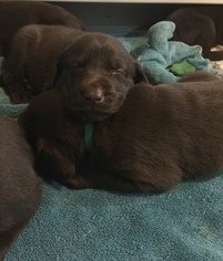 Labrador Retriever Puppy for sale in BOW, WA, USA