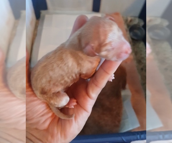 Medium Photo #1 Poodle (Miniature) Puppy For Sale in DELTONA, FL, USA