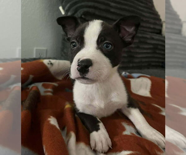 Medium Photo #11 Mutt Puppy For Sale in Lakewood, CO, USA