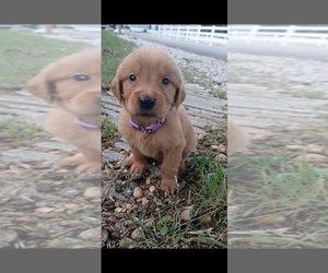 Golden Retriever Puppy for sale in HURST, TX, USA
