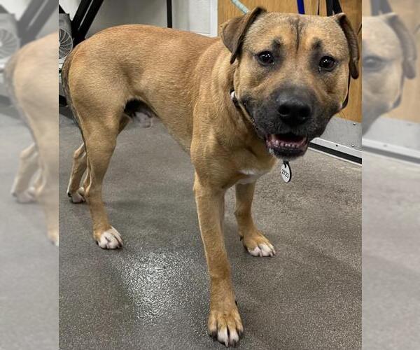 Medium Photo #1 Mastiff-Unknown Mix Puppy For Sale in Forestville, MD, USA