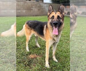German Shepherd Dog Dogs for adoption in Riverside, CA, USA