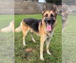 STACK - Male German Shepherd Dog Dog for Adoption - Small photo
