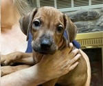 Puppy 2 Rhodesian Ridgeback