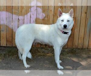 Siberian Husky Dogs for adoption in West Valley, UT, USA