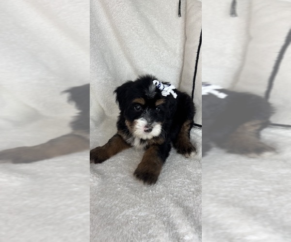 Medium Photo #3 Bernedoodle Puppy For Sale in GREENFIELD, IN, USA