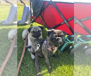 Father of the American Lo-Sze Pugg puppies born on 10/05/2025