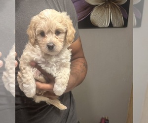 Maltipoo-Poodle (Standard) Mix Puppy for sale in STOCKTON, CA, USA