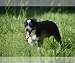 Small #8 Miniature Australian Shepherd