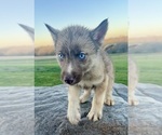 Small Photo #5 Siberian Husky Puppy For Sale in DEARBORN, MO, USA