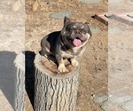 Small #24 French Bulldog