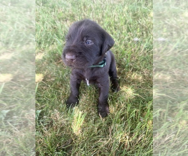 Medium Photo #1 German Wirehaired Pointer Puppy For Sale in ALBANY, OR, USA