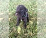 Puppy Green Puppy German Wirehaired Pointer