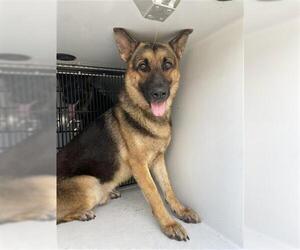 German Shepherd Dog Dogs for adoption in Houston, TX, USA