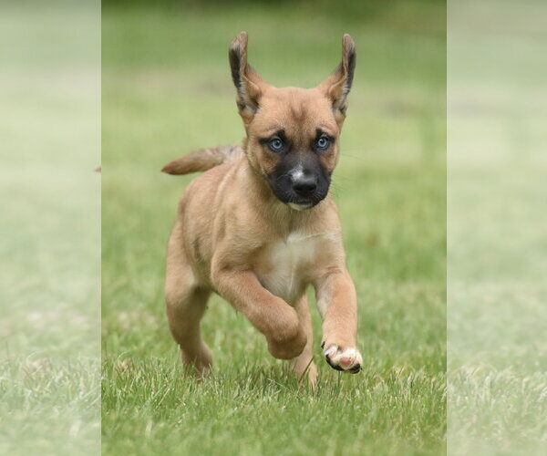 Medium Photo #2 Australian Shepherd-Unknown Mix Puppy For Sale in Mechanicsburg, PA, USA