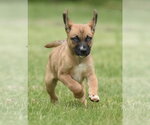 Small #1 Australian Shepherd Mix