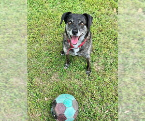 Ollie (Noah) Alabama - Male Beagle-Unknown Mix Dog for Adoption - Photo #15