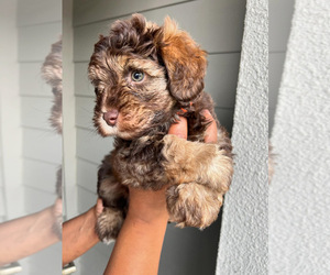 Schnauzer (Miniature) Puppy for Sale in KATY, Texas USA