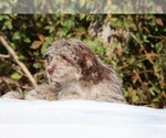 Small #7 ShihPoo