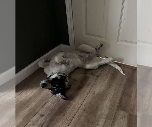 Medium Photo #2 Great Pyrenees-Unknown Mix Puppy For Sale in Dallas, TX, USA