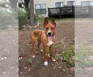 Basenji Dogs for adoption in Dallas, TX, USA