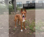Small Basenji