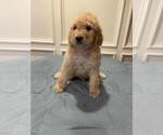 Small Photo #6 Bernedoodle Puppy For Sale in KATY, TX, USA