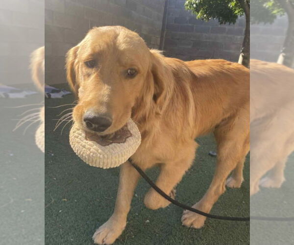 Medium Photo #2 Golden Retriever-Unknown Mix Puppy For Sale in Lakewood, CO, USA