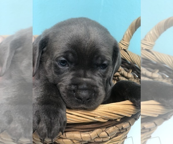 Medium Photo #4 Cane Corso Puppy For Sale in AMARILLO, TX, USA