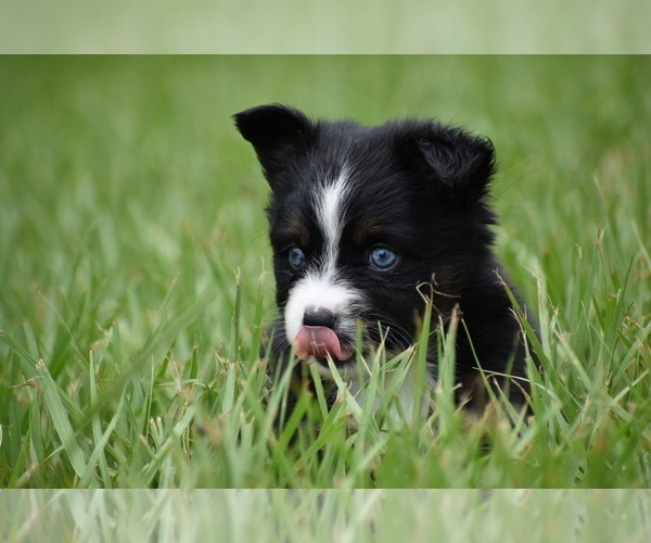 Medium Photo #5 Miniature Australian Shepherd Puppy For Sale in PALM COAST, FL, USA
