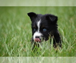 Small #4 Miniature Australian Shepherd