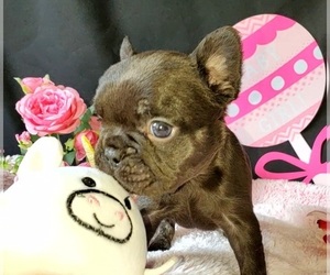 French Bulldog Puppy for sale in BOSTON, KY, USA