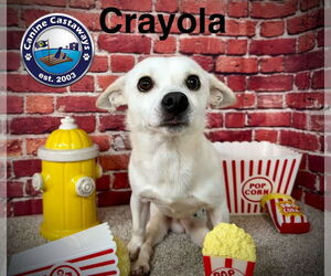 Crayola - Male Chihuahua-Unknown Mix Dog for Adoption - Photo #5
