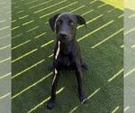 Small #4 Labrador Retriever Mix