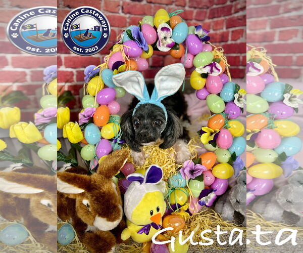 Medium Photo #5 Maltipoo Puppy For Sale in Arcadia, FL, USA