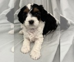 Small Photo #26 Cavapoo Puppy For Sale in PENSACOLA, FL, USA