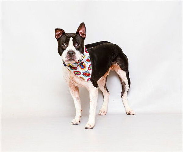 Medium Photo #1 Mutt Puppy For Sale in Sanford, FL, USA