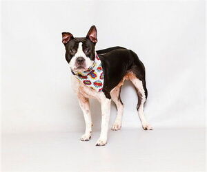 Mutt Dogs for adoption in Sanford, FL, USA