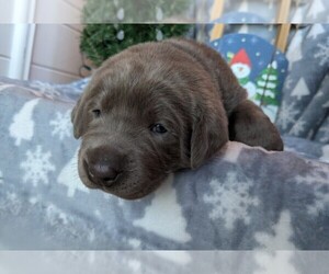 Medium Labrador Retriever