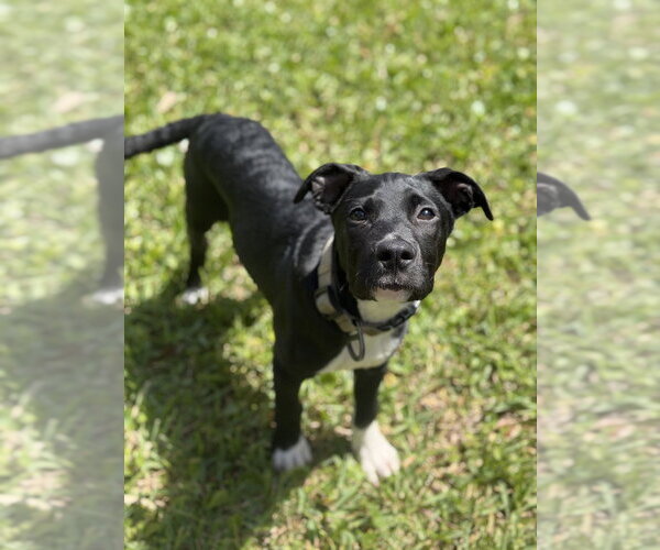 Medium Photo #9 Mutt Puppy For Sale in Imlay City, MI, USA