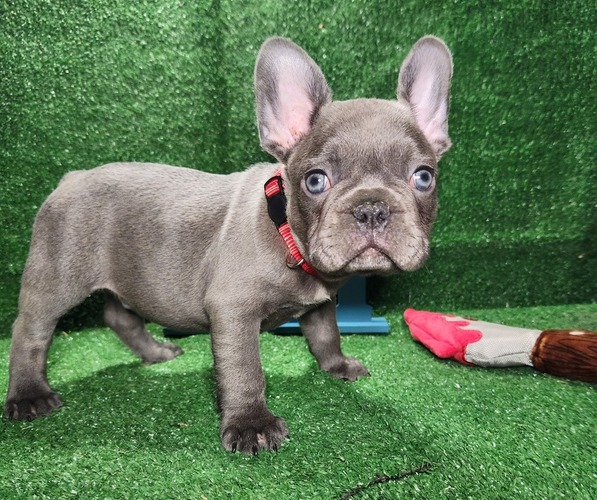Medium Photo #1 French Bulldog Puppy For Sale in MIRA LOMA, CA, USA