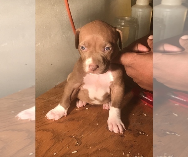 Medium Photo #15 American Bully Puppy For Sale in CO SPGS, CO, USA