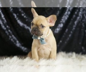 French Bulldog Puppy for sale in WARSAW, IN, USA