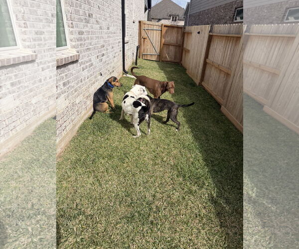 Medium Photo #16 Labrador Retriever-Unknown Mix Puppy For Sale in The Woodlands, TX, USA