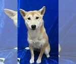 Small Photo #4 Shiba Inu Puppy For Sale in HARTVILLE, MO, USA